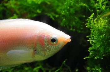 Muzeul de istorie naturala, Viena