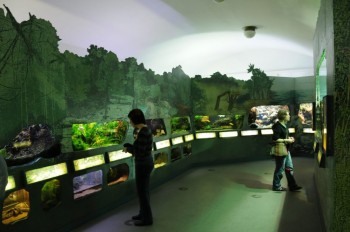 Muzeul de istorie naturala, Viena