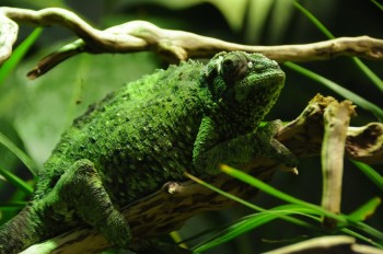 Muzeul de istorie naturala, Viena