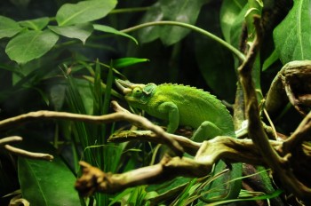 Muzeul de istorie naturala, Viena