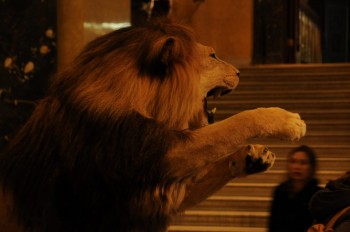 Muzeul de istorie naturala, Viena