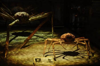 Muzeul de istorie naturala, Viena