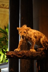 Muzeul de istorie naturala, Viena