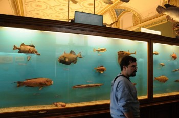 Muzeul de istorie naturala, Viena