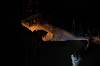 Muzeul de istorie naturala, Viena