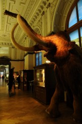 Muzeul de istorie naturala, Viena