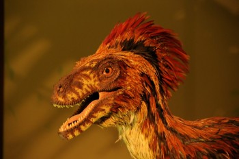 Muzeul de istorie naturala, Viena