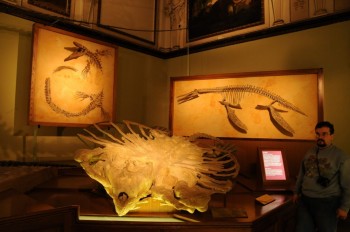 Muzeul de istorie naturala, Viena