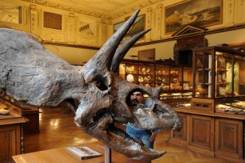 Muzeul de istorie naturala, Viena