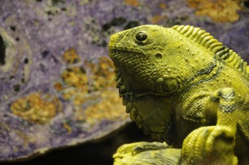 Muzeul de istorie naturala, Viena