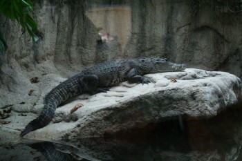 Gradina zoologica - Viena Schonbrun