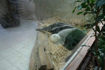 Gradina zoologica - Viena Schonbrun