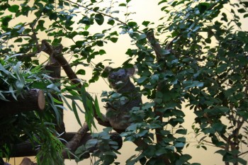 Gradina zoologica - Viena Schonbrun