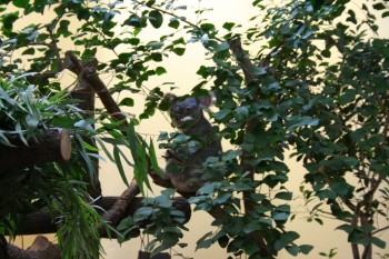 Gradina zoologica - Viena Schonbrun