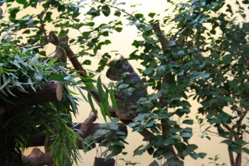 Gradina zoologica - Viena Schonbrun