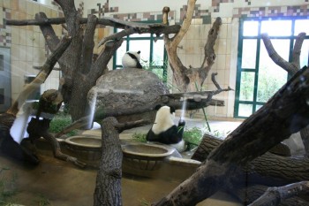 Gradina zoologica - Viena Schonbrun