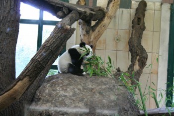 Gradina zoologica - Viena Schonbrun