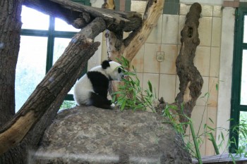 Gradina zoologica - Viena Schonbrun