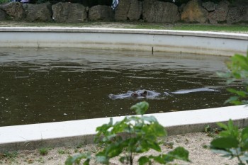 Gradina zoologica - Viena Schonbrun