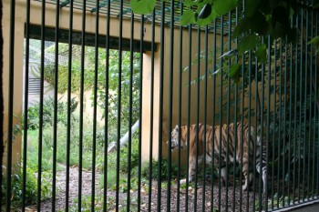Gradina zoologica - Viena Schonbrun