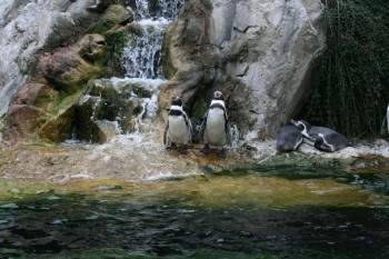 Gradina zoologica - Viena Schonbrun