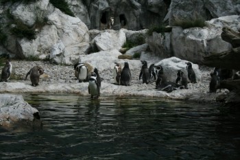 Gradina zoologica - Viena Schonbrun