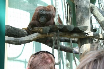 Gradina zoologica - Viena Schonbrun