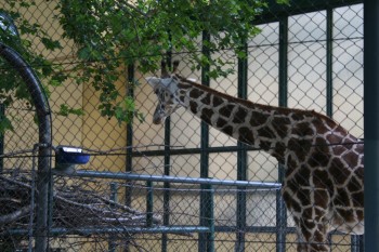 Gradina zoologica - Viena Schonbrun