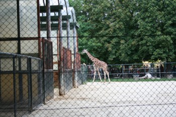 Gradina zoologica - Viena Schonbrun