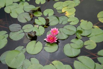 Gradina zoologica - Viena Schonbrun