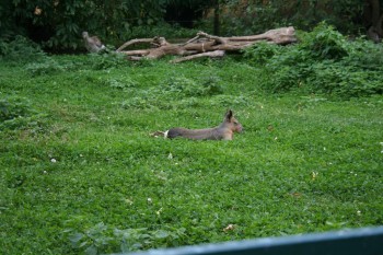 Gradina zoologica - Viena Schonbrun