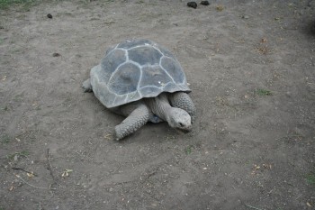 Gradina zoologica - Viena Schonbrun