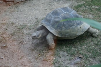 Gradina zoologica - Viena Schonbrun