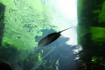 Gradina zoologica - Viena Schonbrun