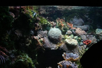 Gradina zoologica - Viena Schonbrun