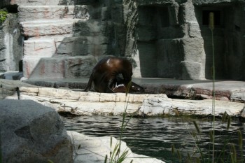 Gradina zoologica - Viena Schonbrun