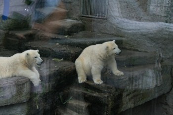 Gradina zoologica - Viena Schonbrun