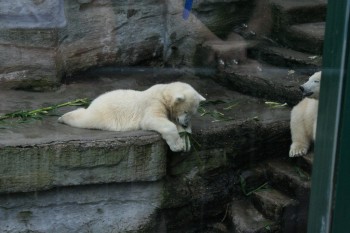 Gradina zoologica - Viena Schonbrun