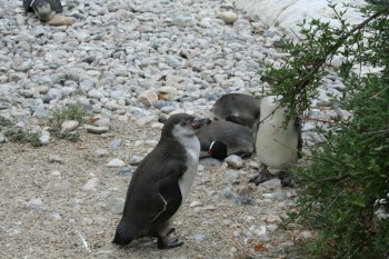 Gradina zoologica - Viena Schonbrun