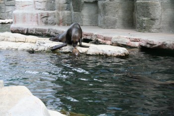 Gradina zoologica - Viena Schonbrun