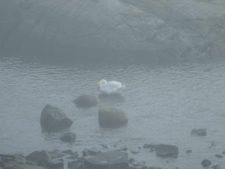 Zile senine in Helsinki...   nopti albe...