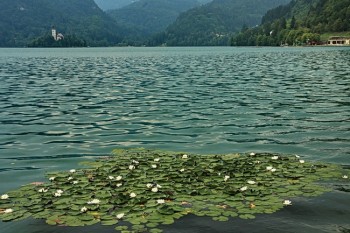 Bled Slovenia - nuferi