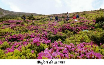 bujor de munte in luna iunie