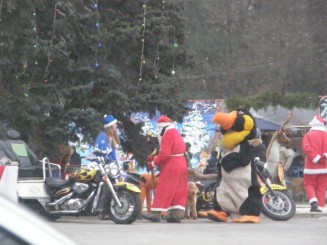 Un oras gri , Chisinaul