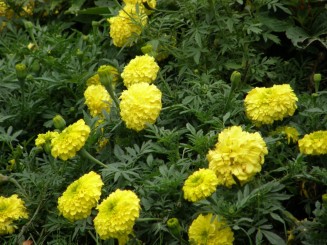 Baden, un oras linistit