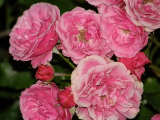 Baden, un oras linistit