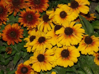 Baden, un oras linistit