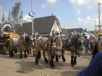 Tradiatia spune ca berea trebuie sa vina la Oktoberfest in butoaie trase de cai, si nu se supara nimeni pentru ca acestia fac parte din fastul festivalului!