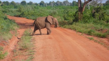 safari in rezervatia naturala Tsavo Est