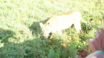 salbaticia la distanta de o ..mana